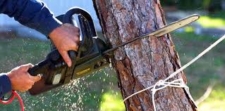 Trusted Lake Ronkonkoma, NY Tree Services Experts