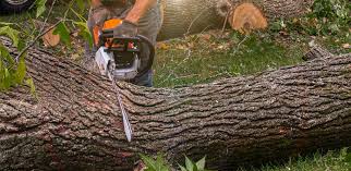  Lake Ronkonkoma, NY Tree Services Pros