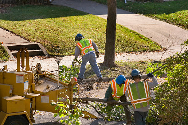 Best Leaf Removal  in Lake Ronkonkoma, NY