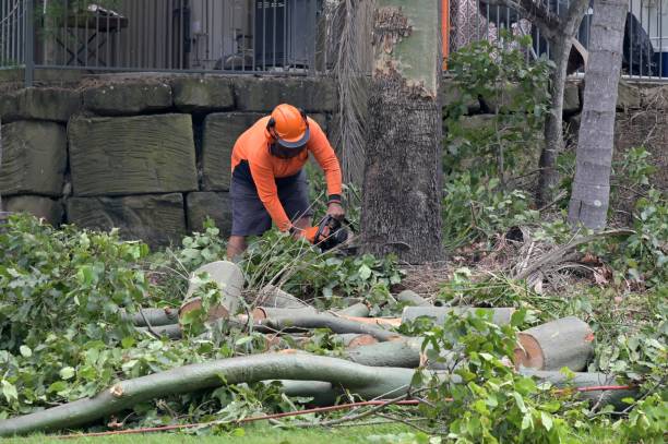 Best Tree Removal Service  in Lake Ronkonkoma, NY