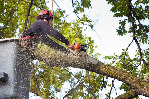 Best Tree Maintenance Programs  in Lake Ronkonkoma, NY